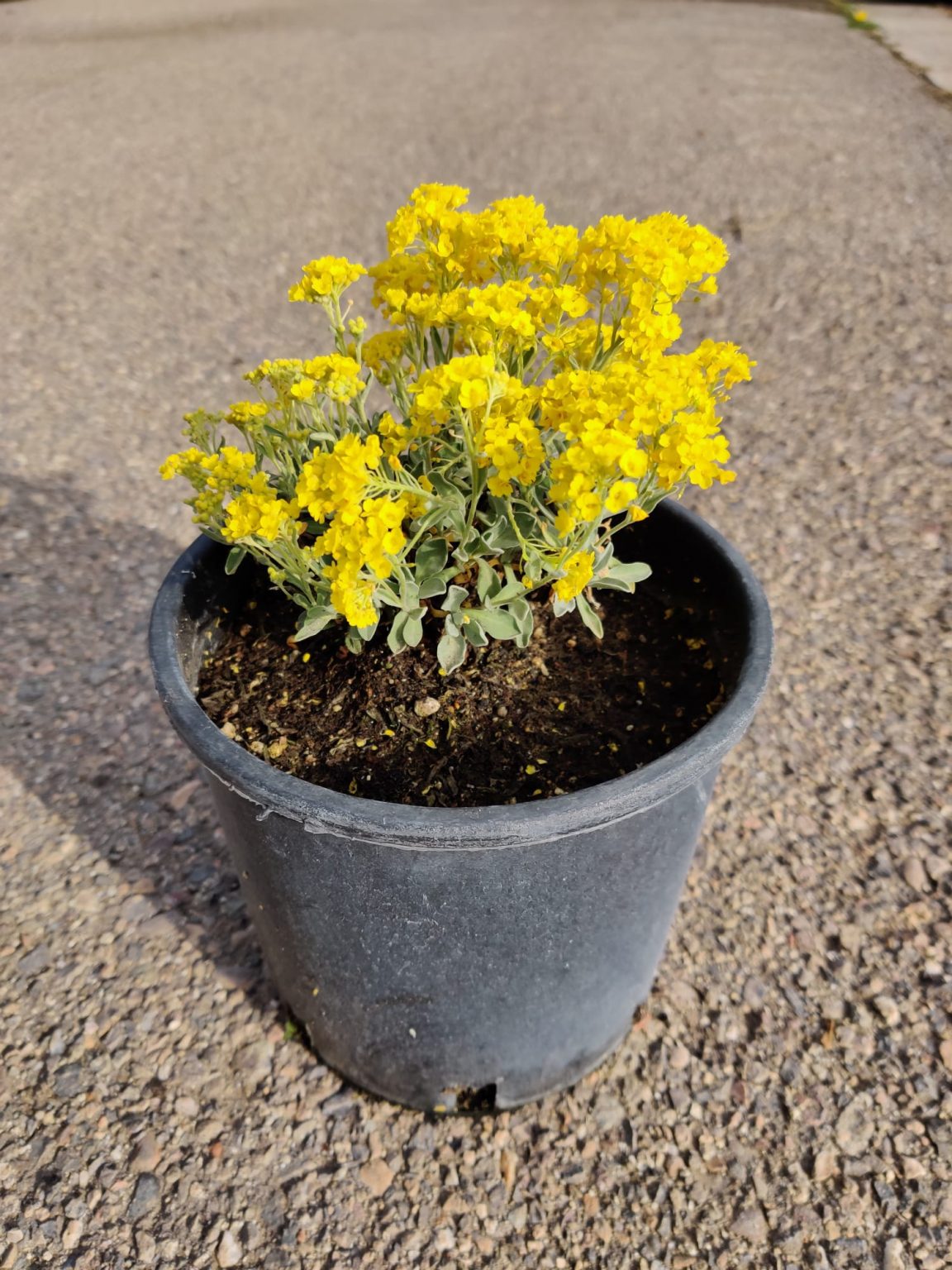 Alyssum saxatile Jarditec