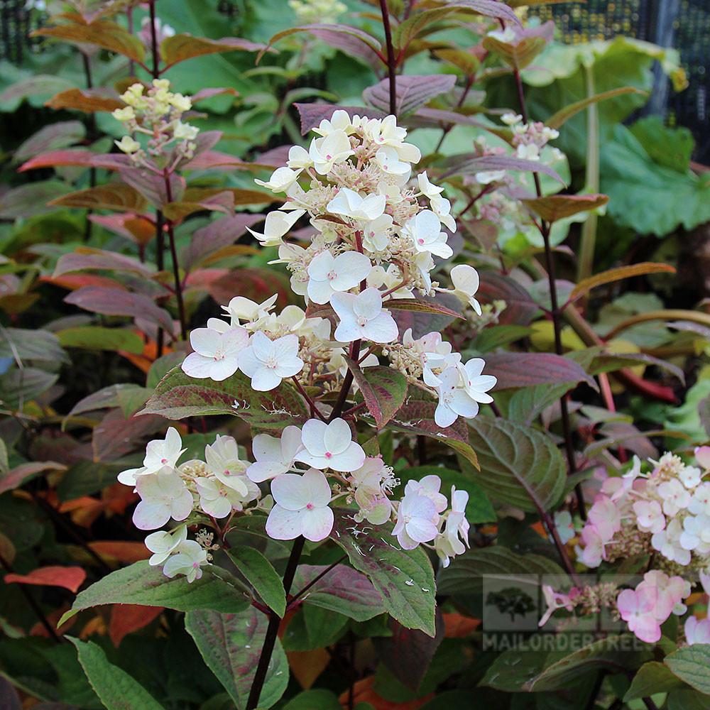 Hydrangea paniculata 