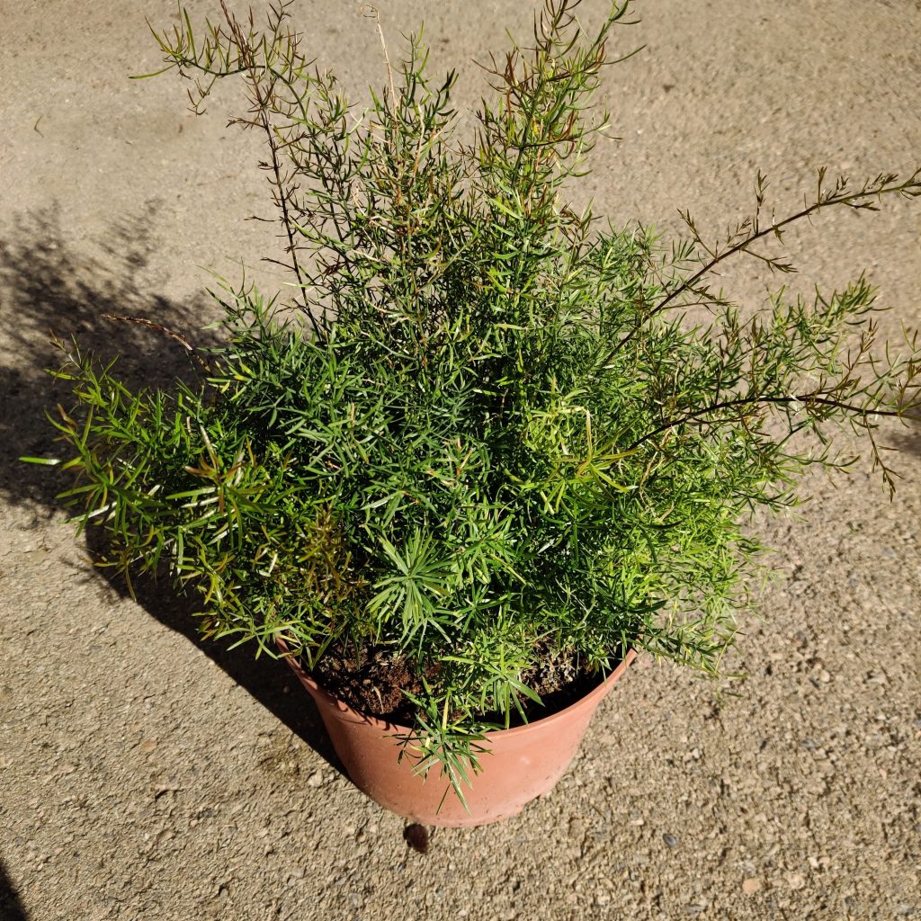 Asparagus densiflorus Jarditec