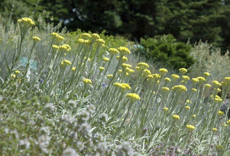 Helichrysum thianschanicum - Jarditec