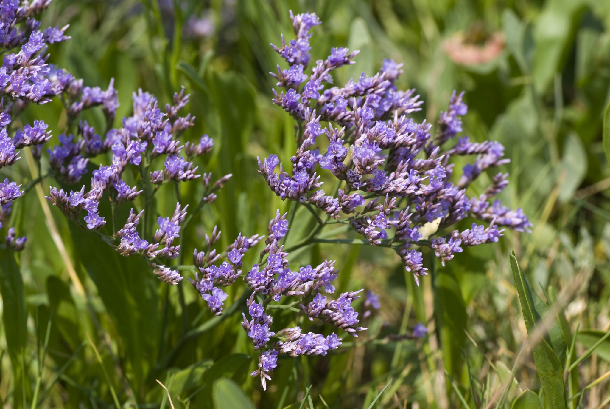 Limonium vulgare (Lavanda de mar) Jarditec