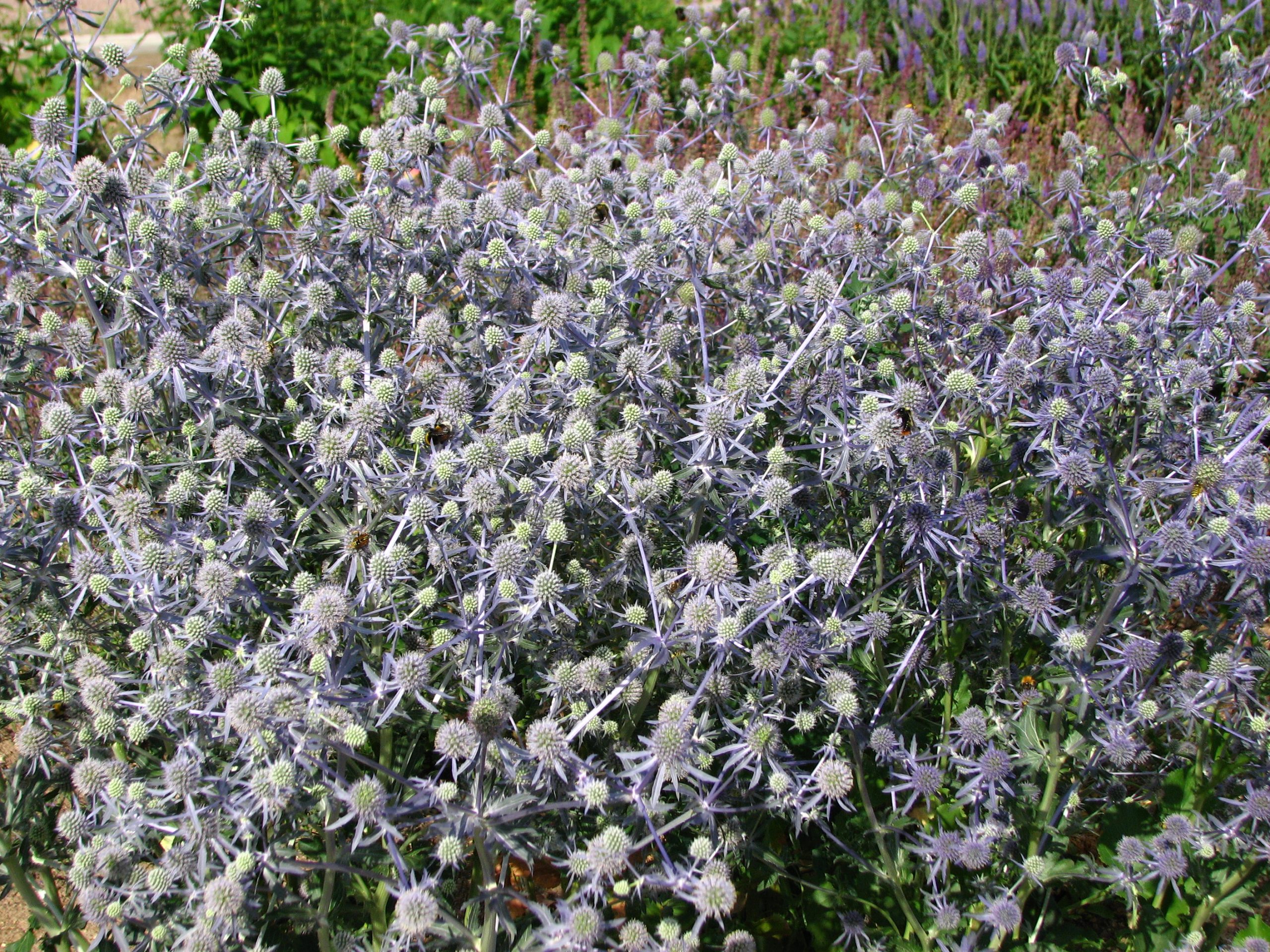 Eryngium planum Jarditec