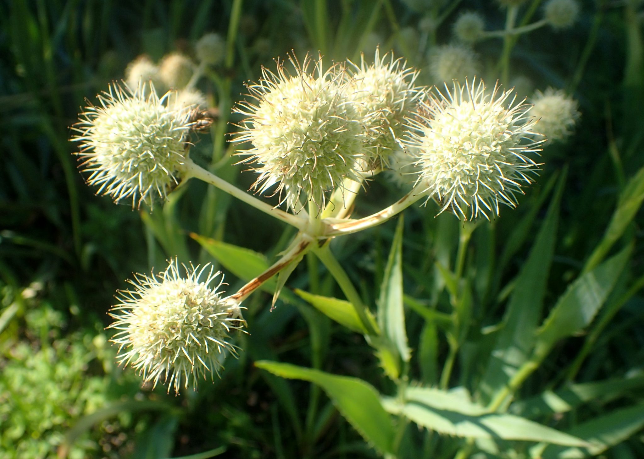 Eryngium yuccifolium Jarditec