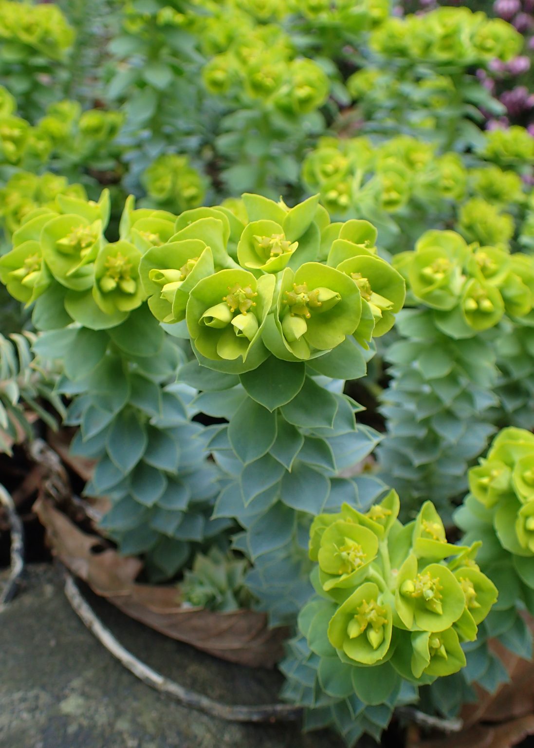 Euphorbia myrsinites Jarditec