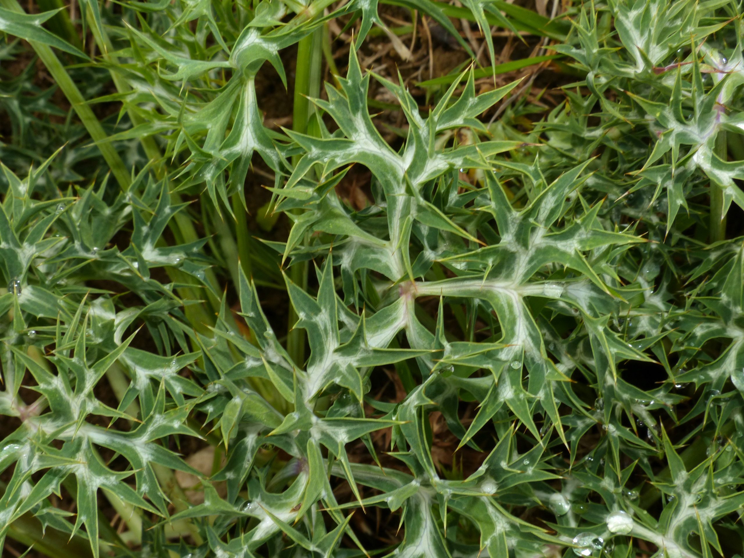 Eryngium planum Jarditec