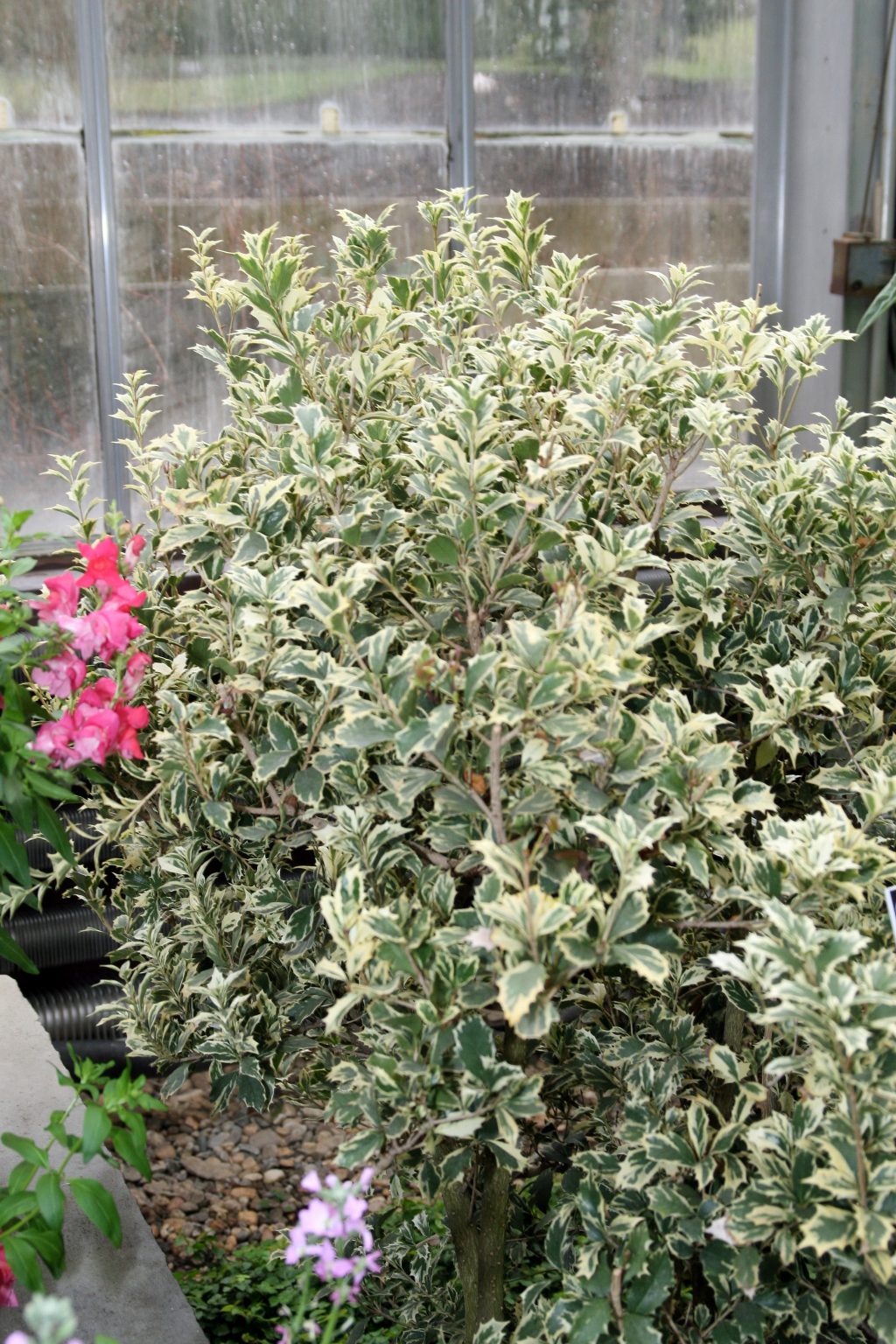 Osmanthus heterophyllus variegatus - Jarditec